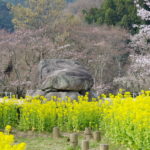 あをによし 奈良の都は 咲く花の にほふがごとく 今盛りなり